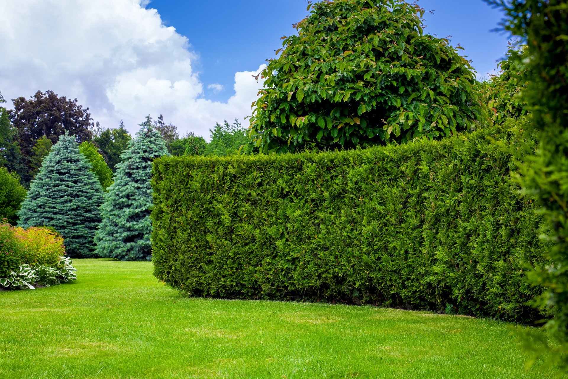 Setos de un jardín perfectamente recortados por los jardineros a domicilio de Tecnihabitat