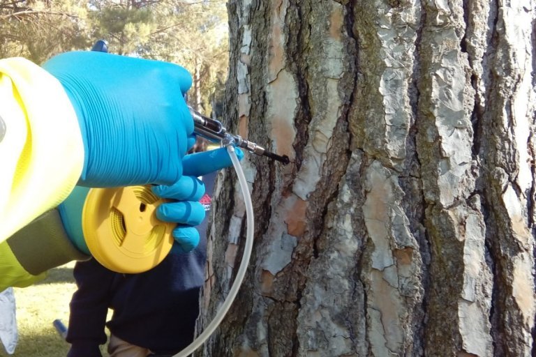 Biólogo de la empresa de jardinería Tecnihabitat realizando un tratamiento de endoterapia contra la oruga procesionaria en un pino