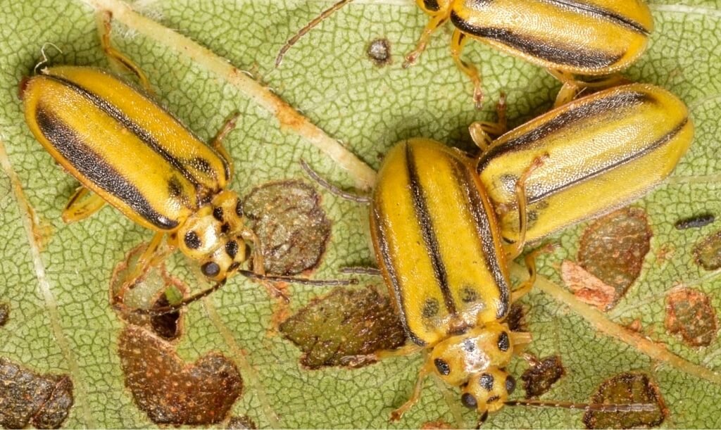 Imagen de una plaga de escarabajos de la especie galeruca del olmo que se puede eliminar mediante endoterapia