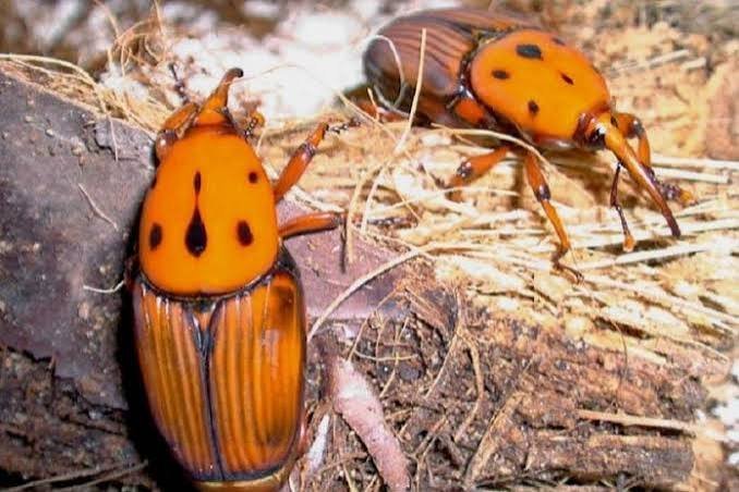 El picudo rojo de las palmeras como los que muestra esta imagen se pueden eliminar fácilmente con endoterapia