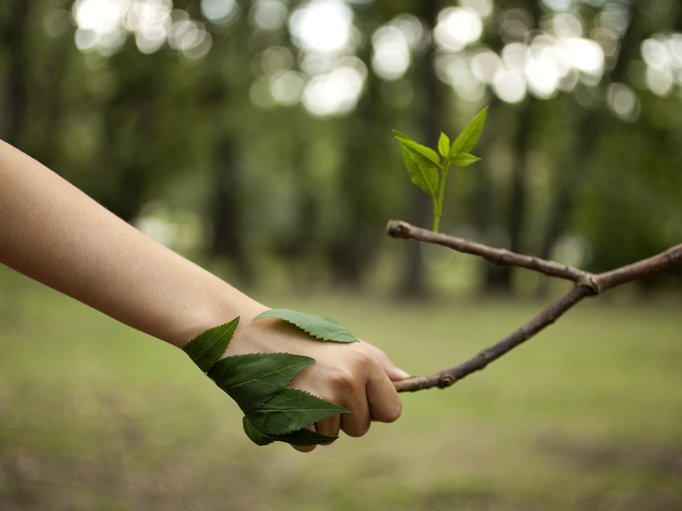 jardinero cuidando un arbol del jardin.jpg