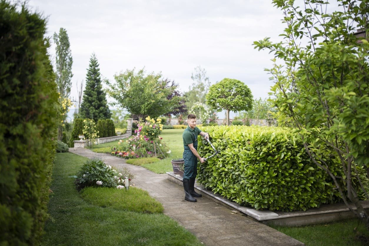 Jardinero de la Empresa de Jardinería Tecnihabitat realizando el mantenimiento de un jardín de lujo en Villaviciosa de Odón