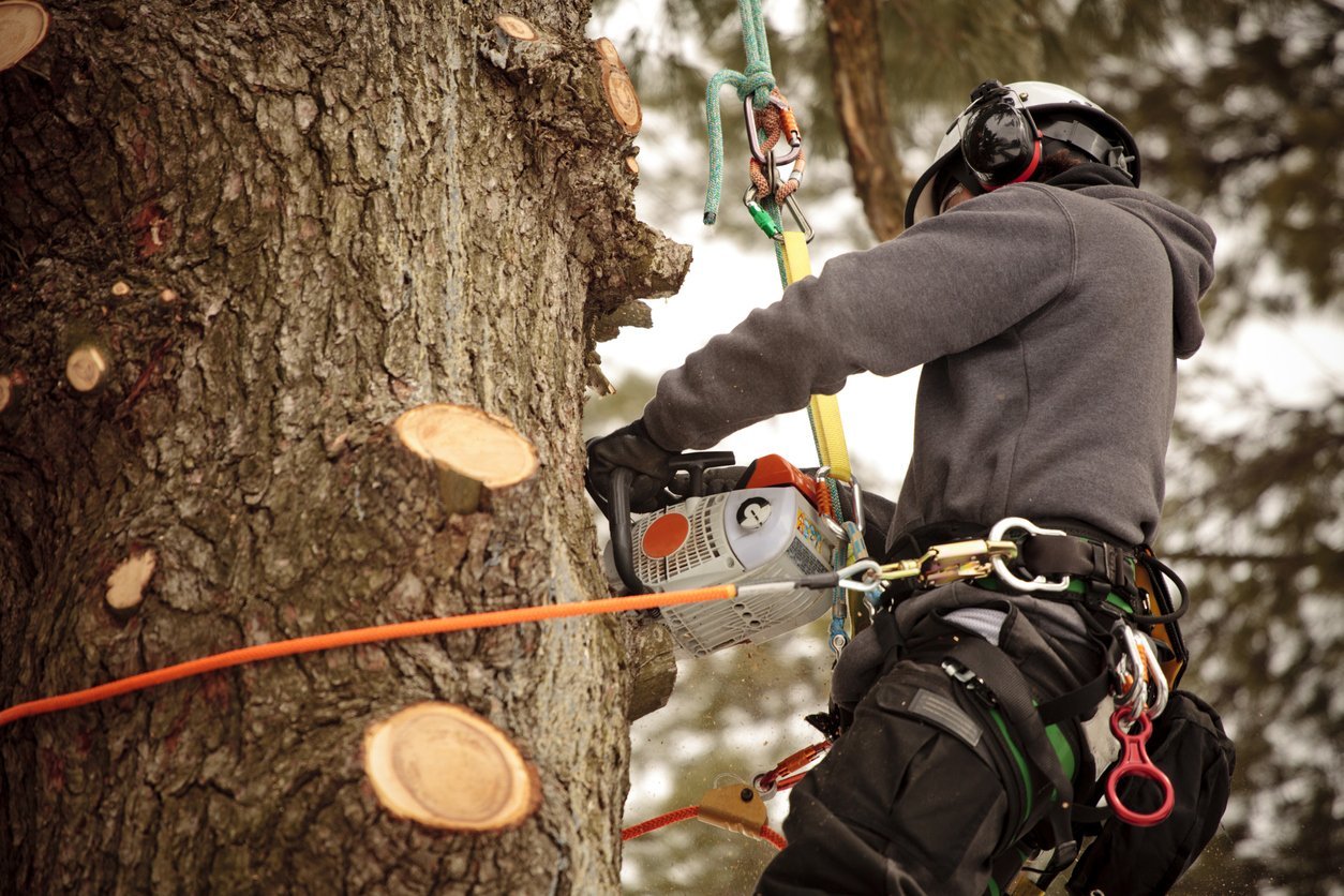 Podador profesional de Tecnihabitat realizando poda de árboles en altura con motosierra.