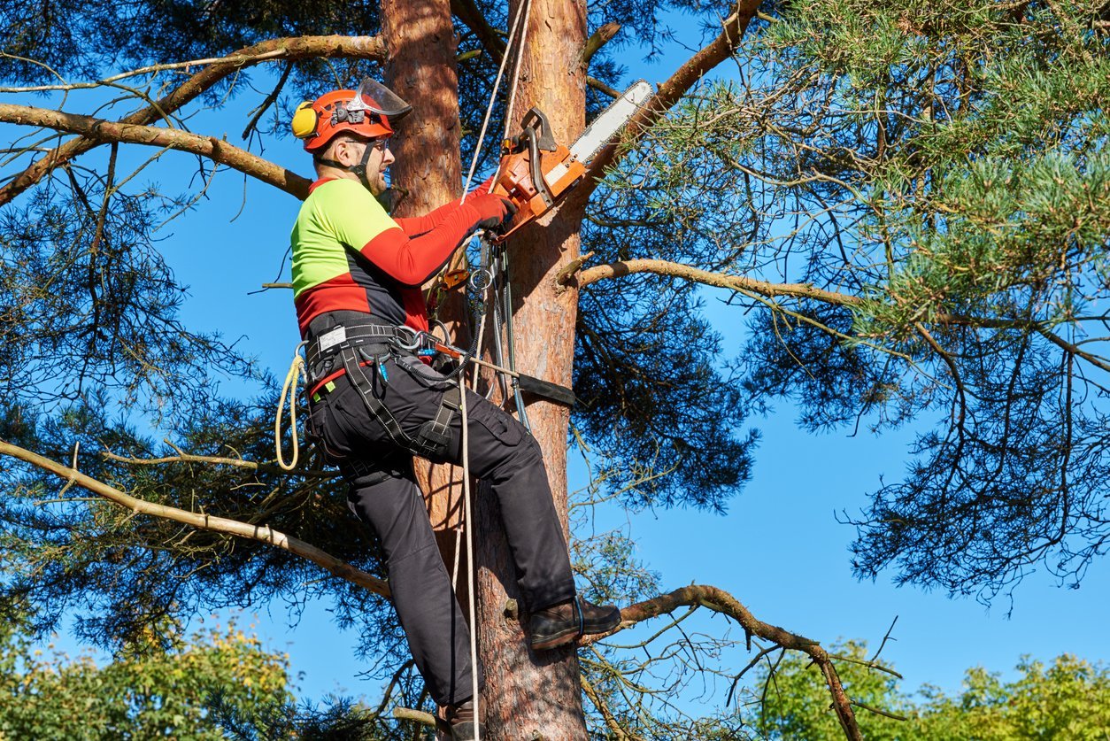 Podador profesional de Jardinería Tecnihabitat con equipamiento completo de seguridad realizando trabajos en un árbol.