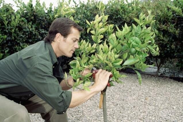 un jardinero plantando arbol.jpg