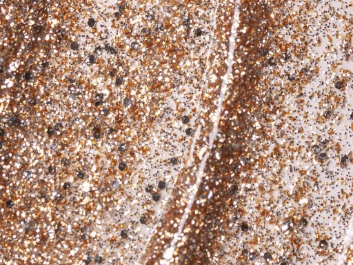 Andreia  Profesional The Gel Polish 10,5ml Cor- G37 [1]