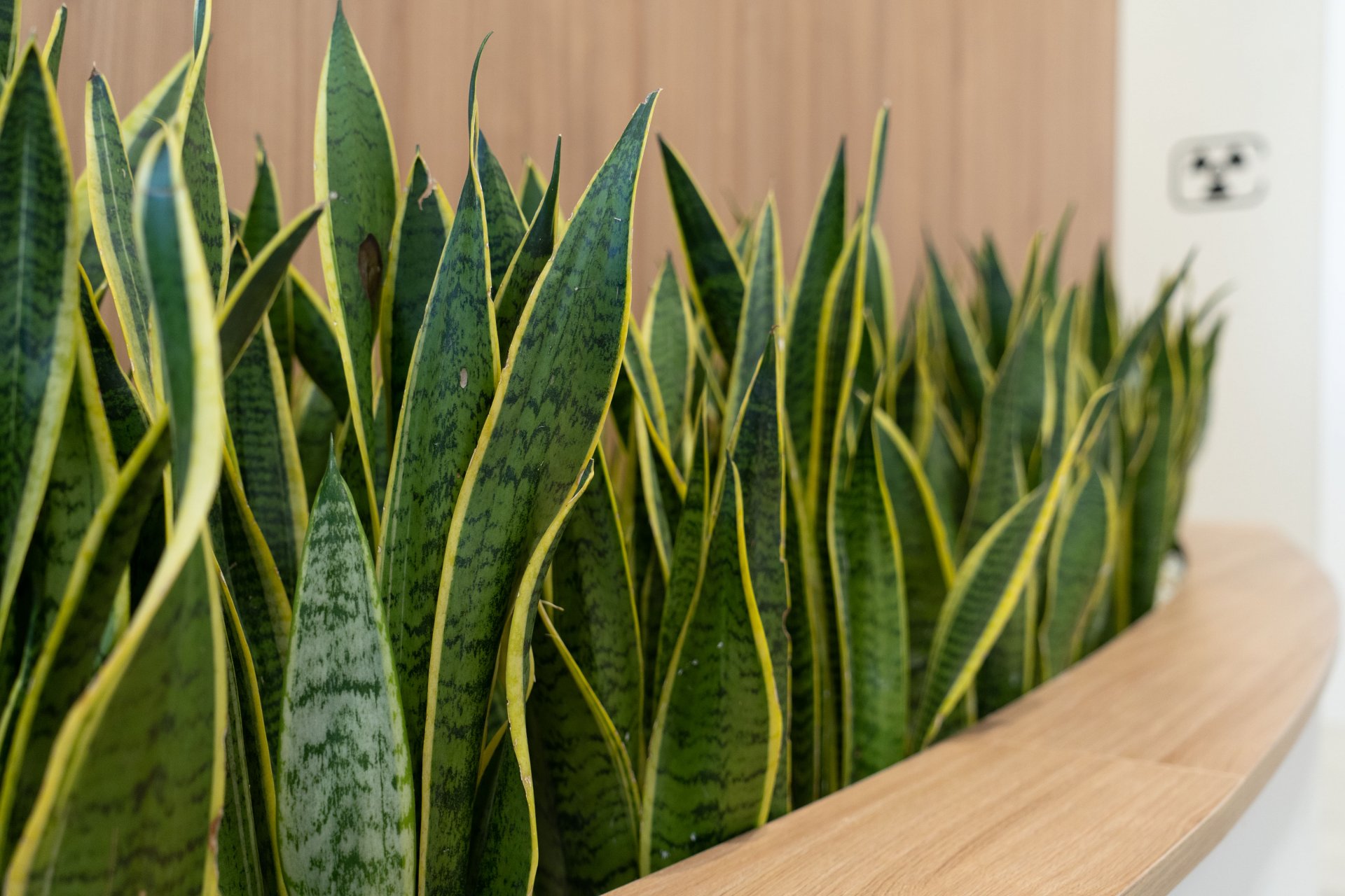 Clinica Dental Tello-10.jpg