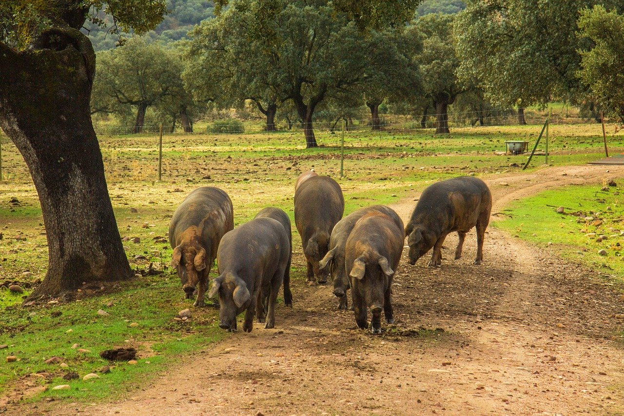  Cerdo ibérico 