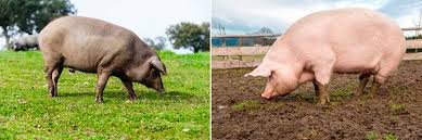 cerdo ibérico y cerdo blanco