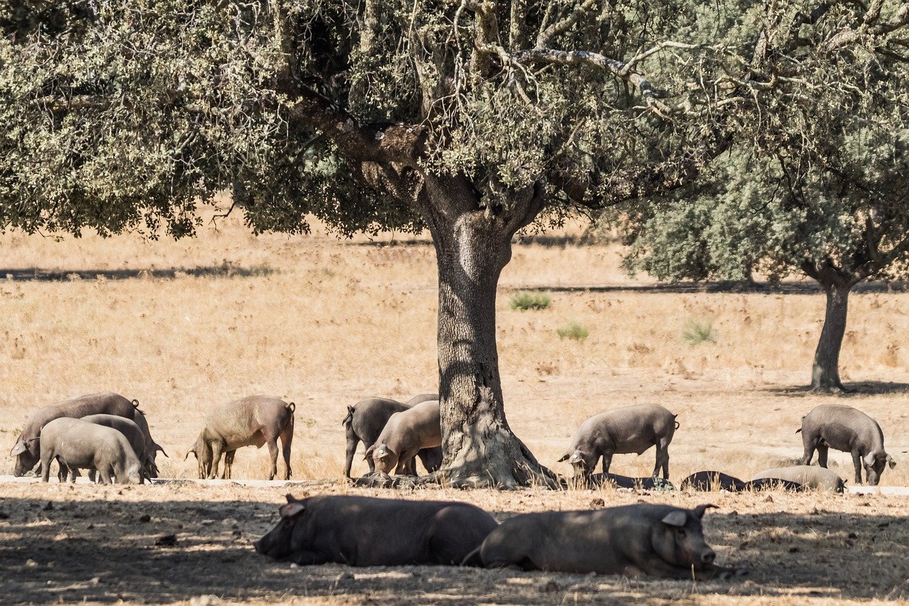 Raza de cerdo ibérico 