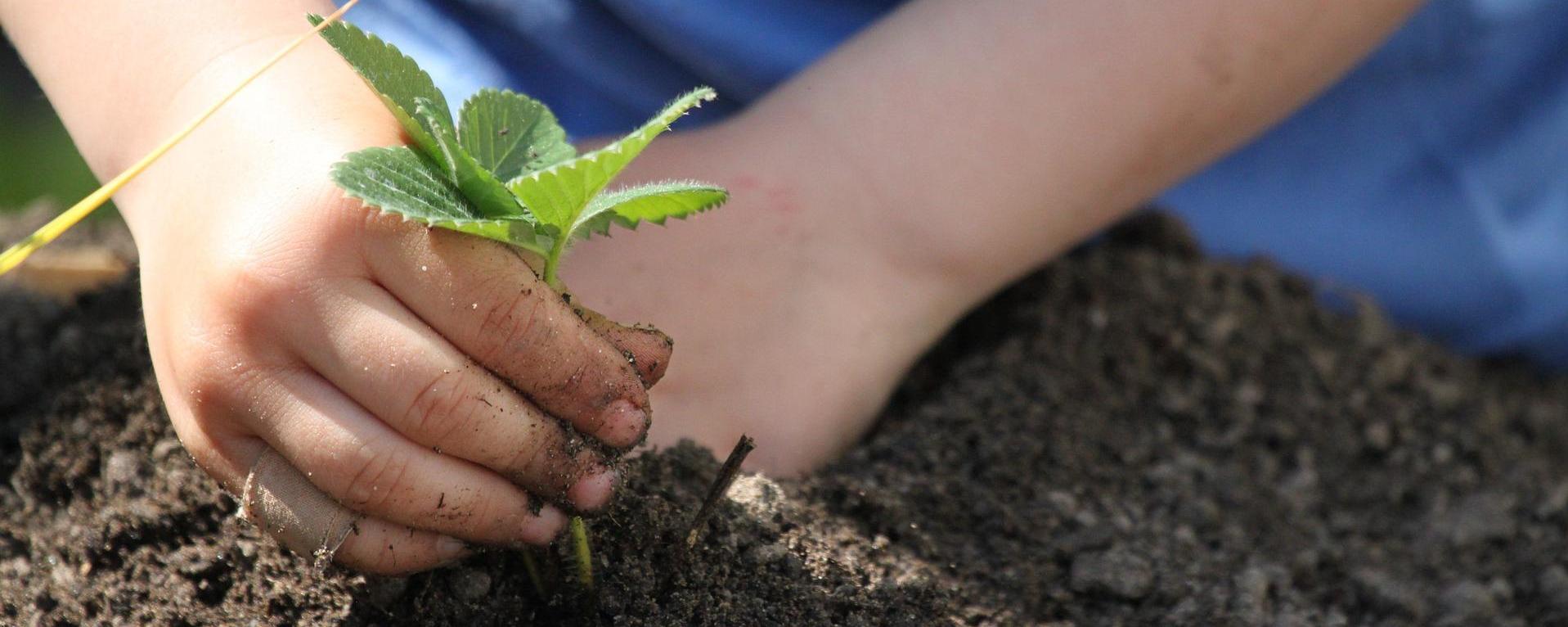 Huerto y Jardinería
