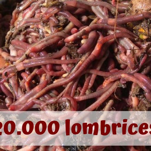 20.000 lombrices rojas californianas (Nuevos lombricultivos y explotaciones ganaderas) [1]