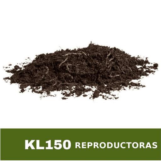 150 LOMBRICES ROJAS REPRODUCTORAS