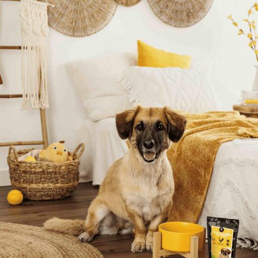 Caldo de huesos de pollo de corral ecológico para perro [1]