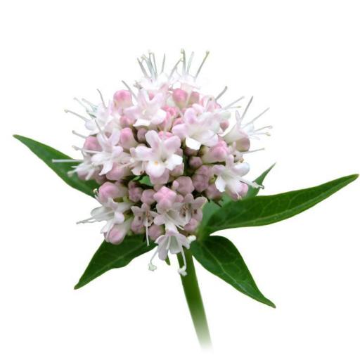 SORIA NATURAL VALERIANA PLANTA