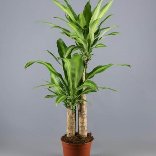 DRACENA Frag Massangeana  [0]