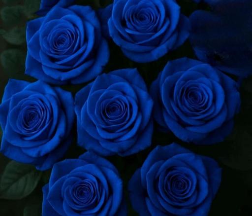 ​Ramo de 7 rosas azules desde
