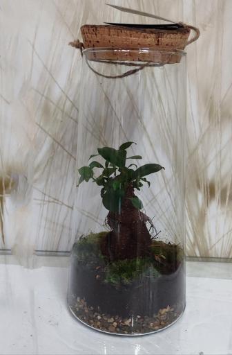 Terrario Bonsai