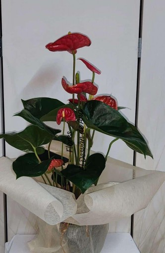 Planta Anthurium desde