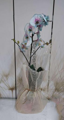 Orquidea azul desde