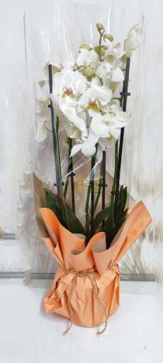 Orquídea blanca Planta desde