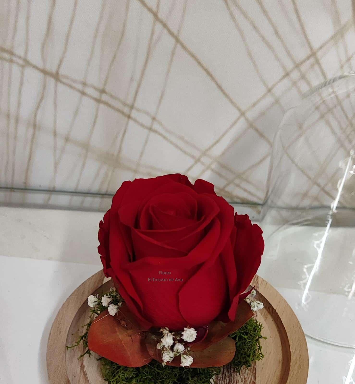 Cúpula Carmesí en tienda