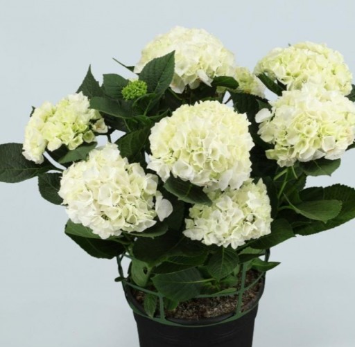 Hortensia Blanca [0]
