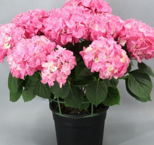 Hortensia  rosa 