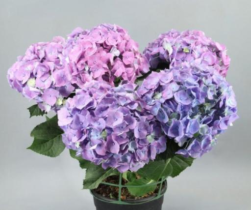 Planta hortensia lila