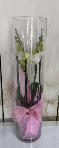 Orquídea en cristal [0]
