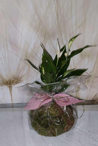 kokedama solo en tienda [0]