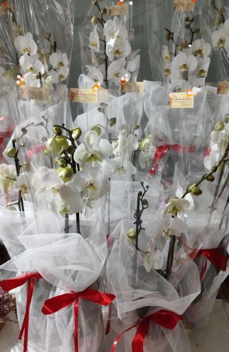 ​Orquídea Phalaenopsis  en tienda