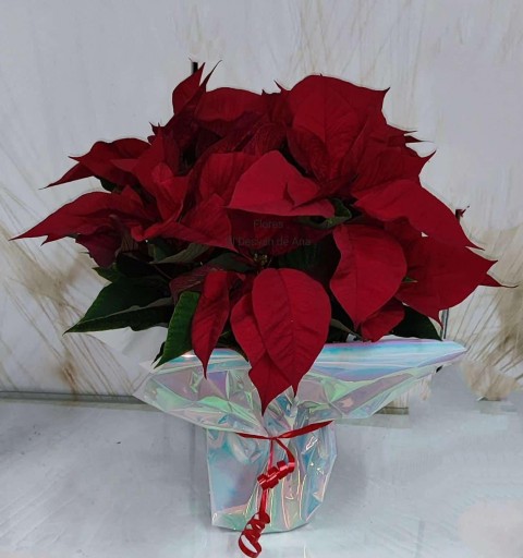 Planta de Navidad desde