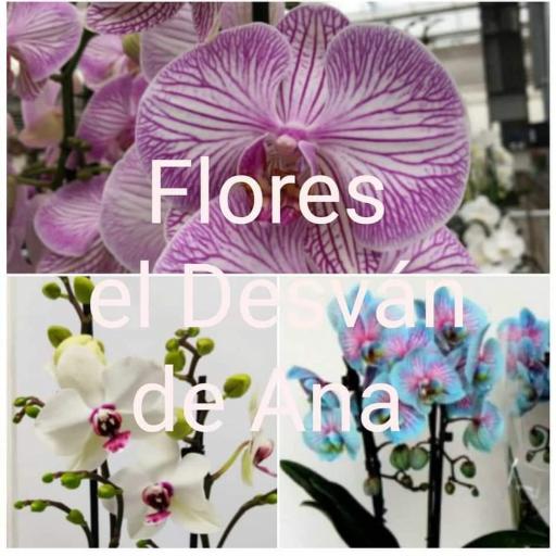 Planta Orquídea Phalaenopsis  desde