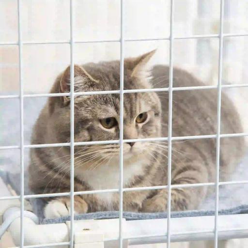 Valla Metálica para Mascotas Parque para Conejos Conejera con 16 Paneles Puerta con Pestillo y Escalera para Cobayas Gatos Cachorros Diseño DIY 68x68x2,5 cm Blanco [7]