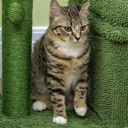 Árbol Rascador para Gatos Diseño de Cactus con Cama Cueva Poste de Sisal y Bola Colgante 68x30x67 cm Verde [4]