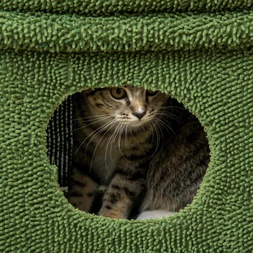 Árbol Rascador para Gatos Diseño de Cactus con Cama Cueva Poste de Sisal y Bola Colgante 68x30x67 cm Verde [6]