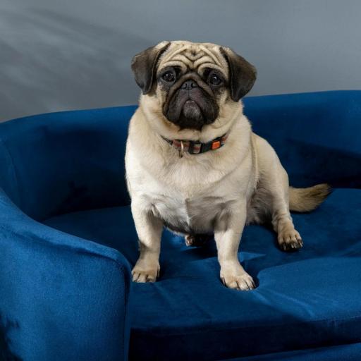 Sofá para Perros Pequeños con Patas de Madera Funda Lavable y Cojín Desmontable 86x55x33 cm Azul [6]