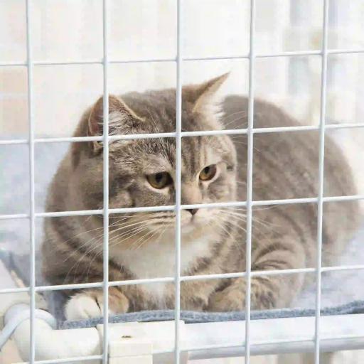 Valla Metálica para Mascotas Parque para Conejos Conejera con 16 Paneles Puerta con Pestillo y Escalera para Cobayas Gatos Cachorros Diseño DIY 68x68x2,5 cm Blanco [6]