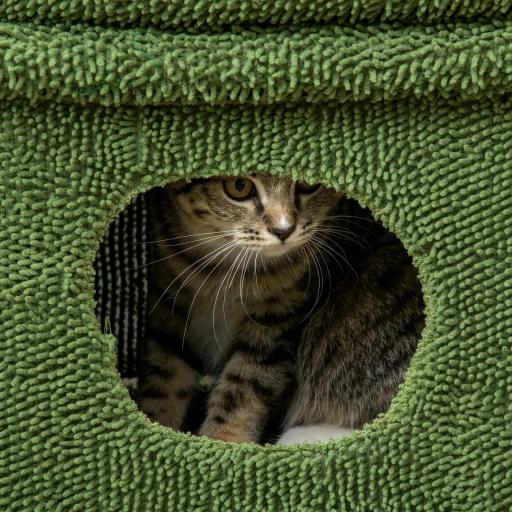 Árbol Rascador para Gatos Diseño de Cactus con Cama Cueva Poste de Sisal y Bola Colgante 68x30x67 cm Verde [7]