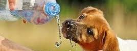 El papel indispensable del agua en nuestro perro