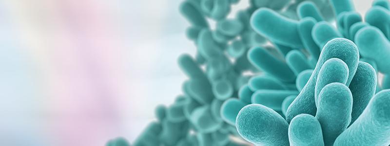 Probióticos y prebióticos