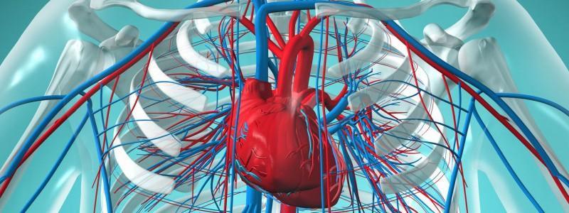 Aparato circulatorio