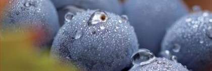 VINO DE LA TIERRA DE CASTILLA Y LEÓN. 