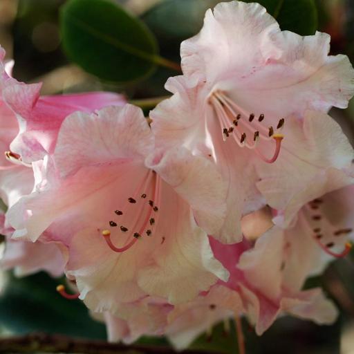 Rhododendron Brocade Plus – Azalea Rosa [0]