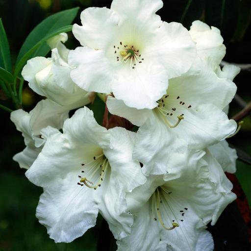 Rhododendron griffithianum, flor blanca